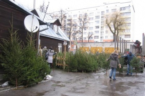 В Барановичах открылись елочные базары
