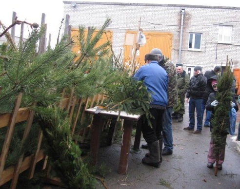 В Барановичах открылись елочные базары