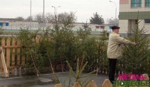 Заработали ёлочные базары. Покупать новогодние деревья лунинчане не торопятся