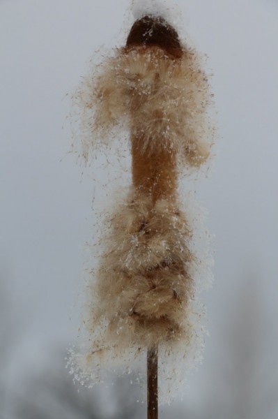 Зимние сюжеты от Елены Гулевич