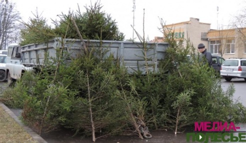 Около полторы тысячи елей продано Столинским лесхозом к новогодним праздникам