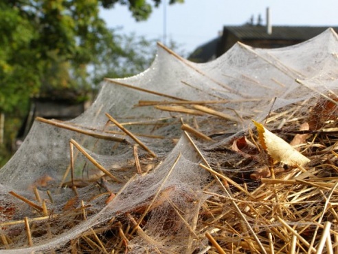 “Я нарэшце адчула сябе запатрабаванай”