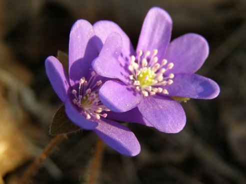 “Я нарэшце адчула сябе запатрабаванай”
