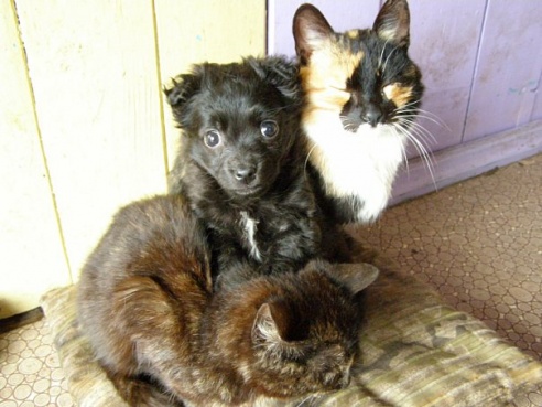 “Я нарэшце адчула сябе запатрабаванай”