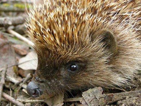 “Я нарэшце адчула сябе запатрабаванай”