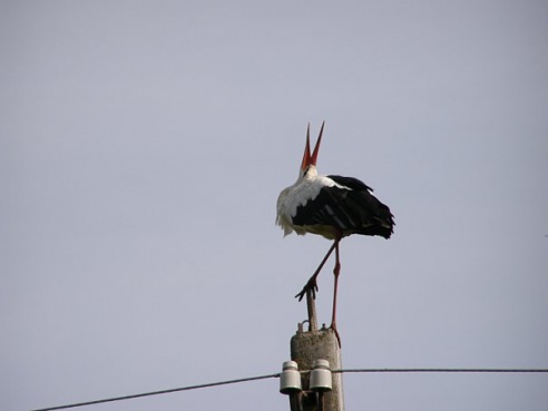 “Я нарэшце адчула сябе запатрабаванай”