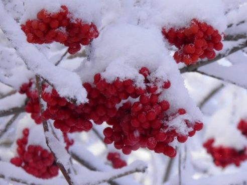 Зимние сюжеты от Елены Гулевич