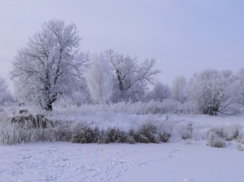 Зимние сюжеты от Елены Гулевич