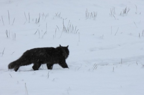 Зимние сюжеты от Елены Гулевич
