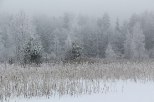 Зимние сюжеты от Елены Гулевич