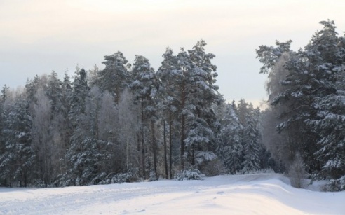 Зимние сюжеты от Елены Гулевич