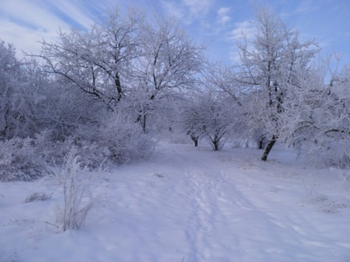 Зимние сюжеты от Елены Гулевич