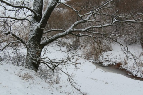 Зимние сюжеты от Елены Гулевич