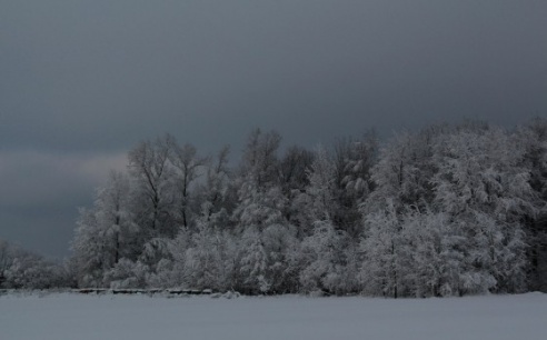 Зимние сюжеты от Елены Гулевич