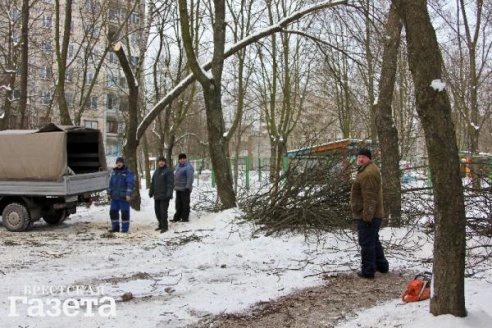 В Бресте на территории ЖЭСа №7 удалены 18 деревьев. Вместе с аварийными под раздачу попала и здоровая лиственница