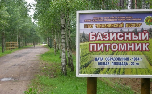 Лиозненский лесхоз: не только охрана леса, но и платные услуги