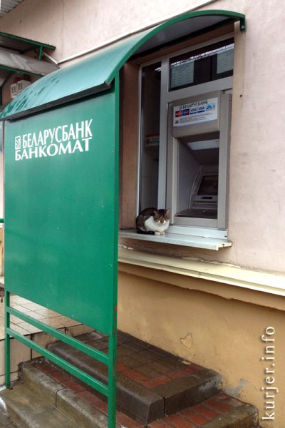 Фотофакт: «банкоматный» кот