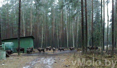 Стадо зубров в Налибокской пуще Стадо зубров в Налибокской пуще
