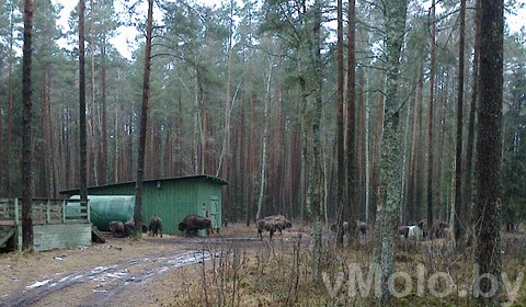 Стадо зубров в Налибокской пуще Стадо зубров в Налибокской пуще