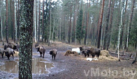 Стадо зубров в Налибокской пуще Стадо зубров в Налибокской пуще