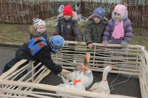 ГУСИНОЕ «ГА-ГА-ГА» В БЕЛОЙ ДУБРОВЕ