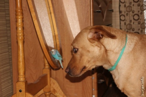 Летающая собака от Натальи Ждановой