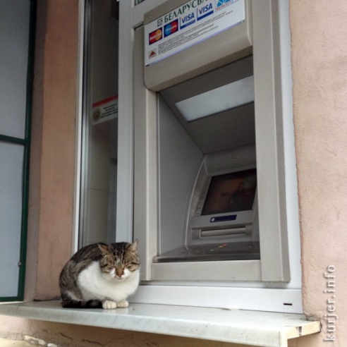 Фотофакт: «банкоматный» кот