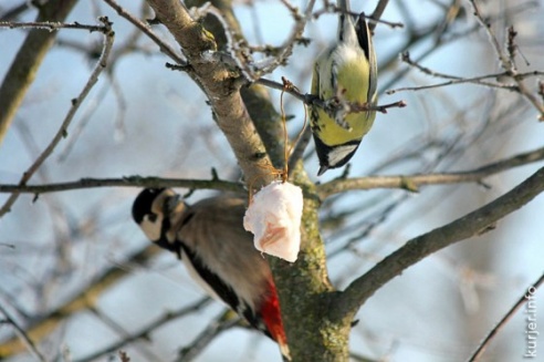 Фотохроника января—2014. Слуцк