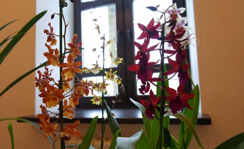 Молодая семья цветоводов привезла в Горки сказочную выставку