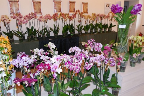 Молодая семья цветоводов привезла в Горки сказочную выставку