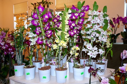 Молодая семья цветоводов привезла в Горки сказочную выставку