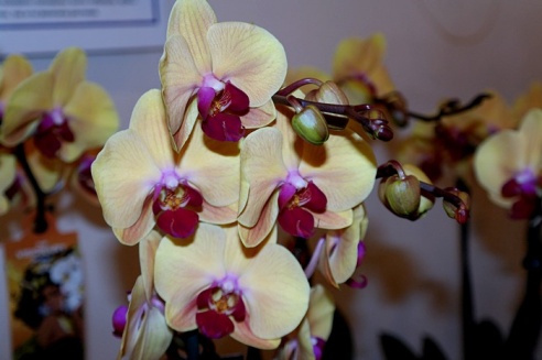 Молодая семья цветоводов привезла в Горки сказочную выставку