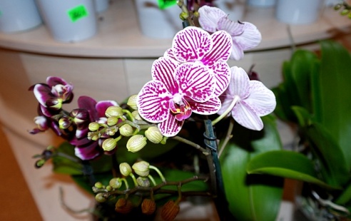 Молодая семья цветоводов привезла в Горки сказочную выставку