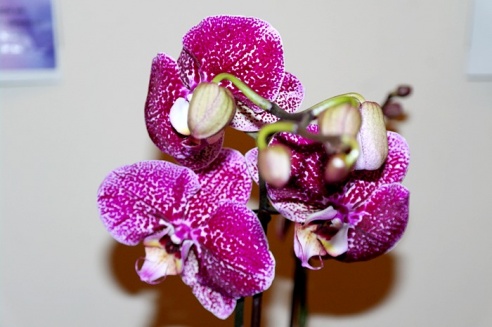 Молодая семья цветоводов привезла в Горки сказочную выставку