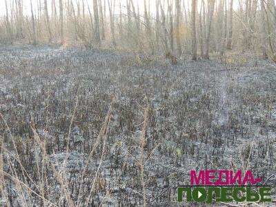 Трава горит - страдают все