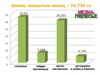 145 гектаров леса засадят в этом году на Столинщине