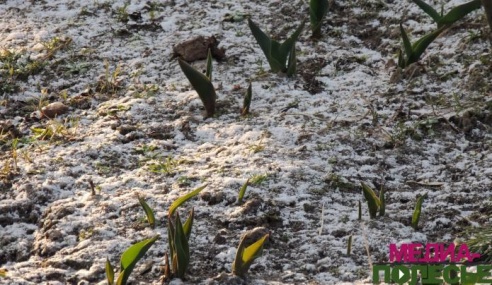 На Полесье выпал снег