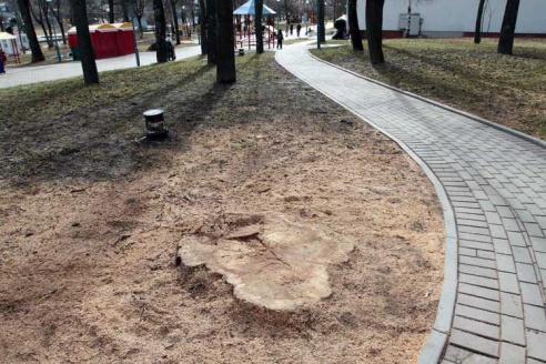 Деревьев становится всё меньше (+фото)