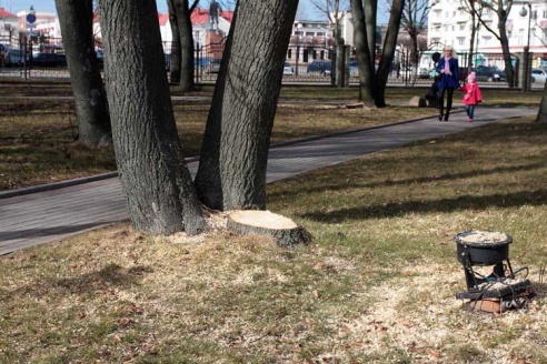 Деревьев становится всё меньше (+фото)