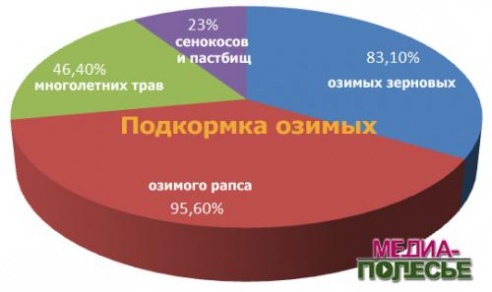На Столинщене идёт посевная компания. Кроме яровых посеяли первые гектары моркови