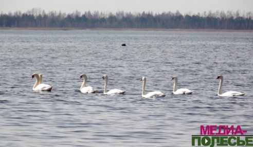 Лебеди облюбовали озеро Велута в Лунинецком районе