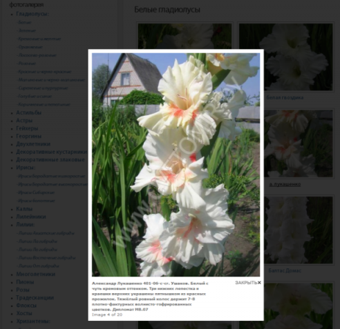 У светлогорской предпринимательницы можно купить и посадить Лукашенко