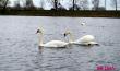 Стая лебедей устроилась на водоёме Бохоново в Лунинце