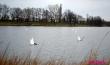 Стая лебедей устроилась на водоёме Бохоново в Лунинце