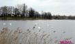 Стая лебедей устроилась на водоёме Бохоново в Лунинце