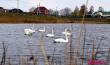Стая лебедей устроилась на водоёме Бохоново в Лунинце