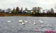 Стая лебедей устроилась на водоёме Бохоново в Лунинце
