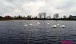 Стая лебедей устроилась на водоёме Бохоново в Лунинце