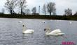 Стая лебедей устроилась на водоёме Бохоново в Лунинце