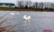 Стая лебедей устроилась на водоёме Бохоново в Лунинце